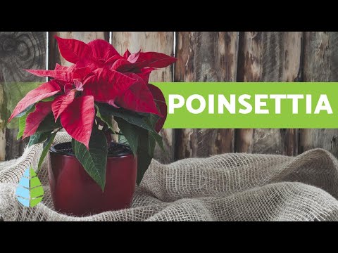Guía práctica para plantar Poinsettia: consejos y cuidados