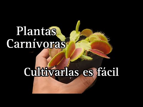 Cuidados básicos para plantas carnívoras Venus: ¡mantén a tu planta feliz y saludable!