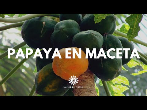 Guía completa para plantar Papaya: paso a paso