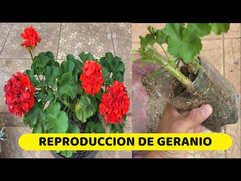 Guía rápida para plantar Pelargonium x hortorum: consejos y pasos clave