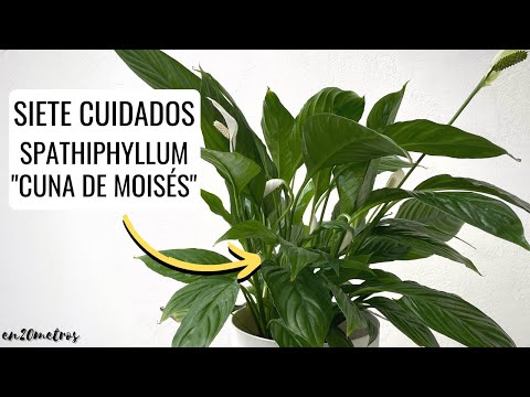 Guía para plantar y cuidar Spathiphyllum spp.