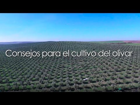 Cuidados básicos para el cultivo de olivos