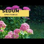 Guía completa para plantar Sedum spectabile: consejos y pasos clave