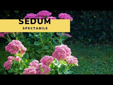 Guía completa para plantar Sedum spectabile: consejos y pasos clave