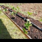 Guía práctica para plantar fresas silvestres en casa