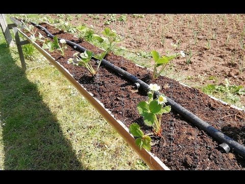 Guía práctica para plantar fresas silvestres en casa