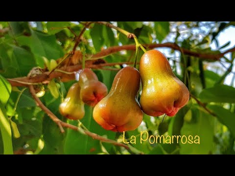 Guía completa: Plantación de Pomarrosa - Paso a paso