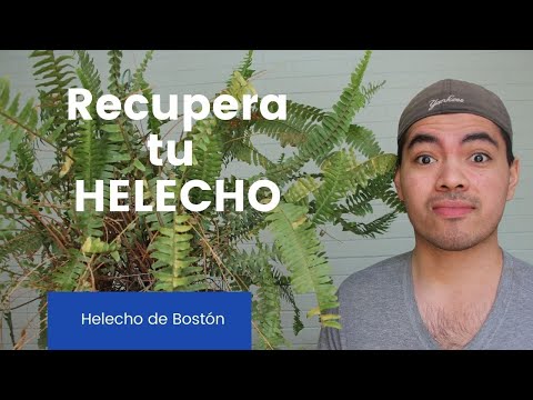 Guía para plantar Helecho de Boston: consejos y pasos