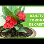 Guía completa para plantar Euphorbia milii: consejos y pasos