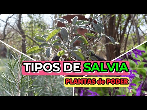 Guía definitiva: Cómo plantar Salvia apiana en tu jardín