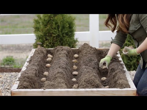 Guía completa para plantar patatas: pasos y consejos