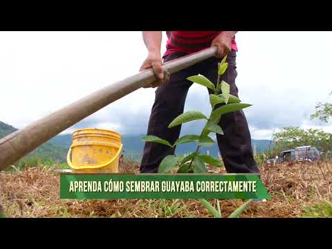 Guía práctica para plantar guayabas: todo lo que necesitas saber