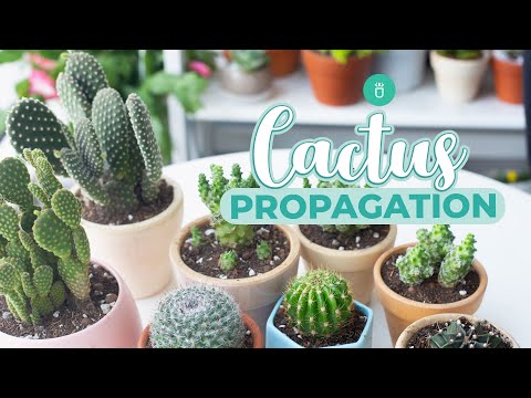 Guía completa para plantar Cactus de Bishop's Cap