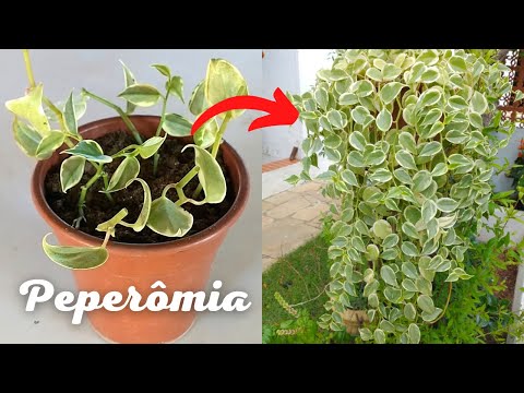 Guía completa para plantar Peperomia obtusifolia