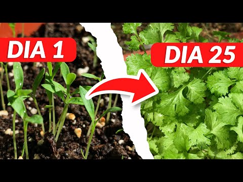 Guía práctica para plantar cilantro: consejos y pasos clave