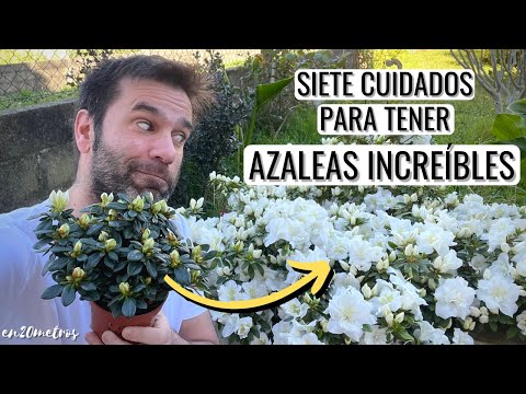 Guía completa para cultivar Azaleas: consejos y pasos sencillos