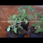 Guía para plantar Salvia: Paso a paso