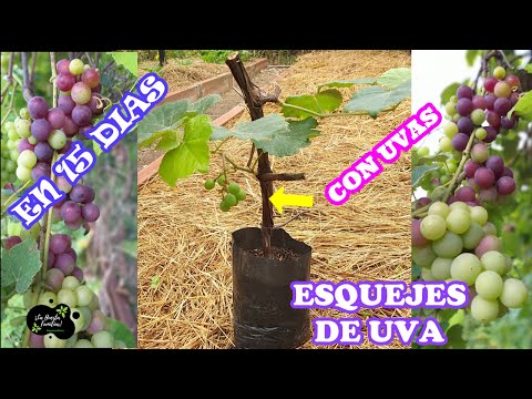 Guía completa para plantar uva de monte: consejos y pasos a seguir
