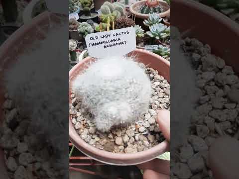 Guía completa para plantar Cactus Old Lady - Paso a paso