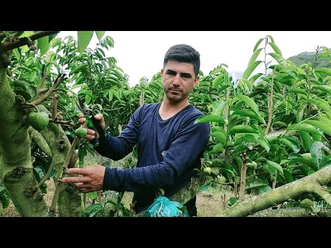 Técnicas para cultivar Guanábana con éxito