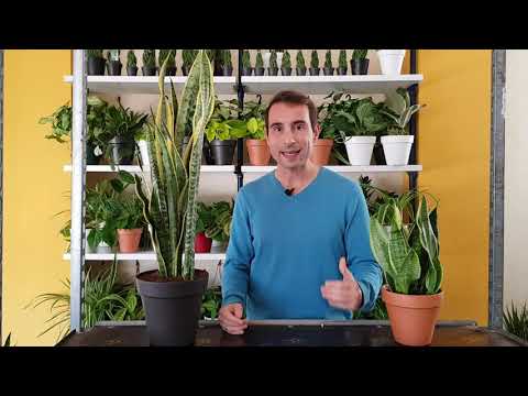 Guía de cuidados para Sansevierias: Consejos para mantener tus plantas sanas y hermosas