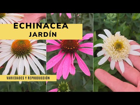 Guía para plantar Echinacea: Paso a paso