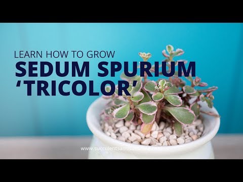 Guía completa para plantar Sedum spurium: consejos y pasos fáciles de seguir