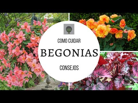 Guía completa para plantar Begonia rex: consejos y técnicas