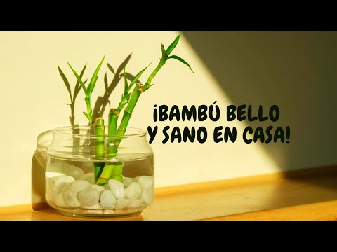 Cuidados de plantas de bambú en agua: consejos y trucos para un crecimiento saludable