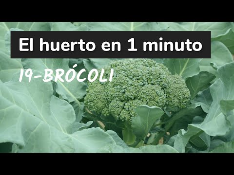 Guía completa para plantar brócoli chino: consejos y pasos clave