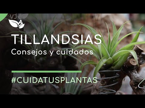 Guía completa para plantar Tillandsias: consejos y pasos