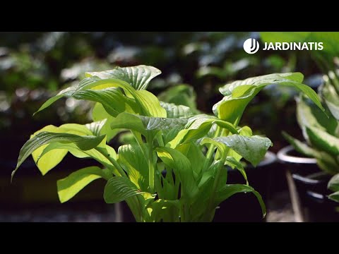 Guía completa para plantar Hosta plantaginea en tu jardín