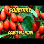 Cómo plantar Goji Berry: Guía paso a paso
