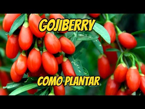 Cómo plantar Goji Berry: Guía paso a paso