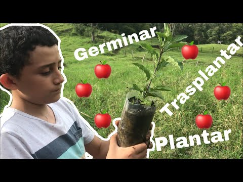 Técnicas eficientes para plantar manzanas con éxito