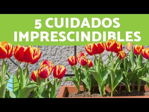Tulipanes en maceta: consejos de cuidado para un jardín en miniatura