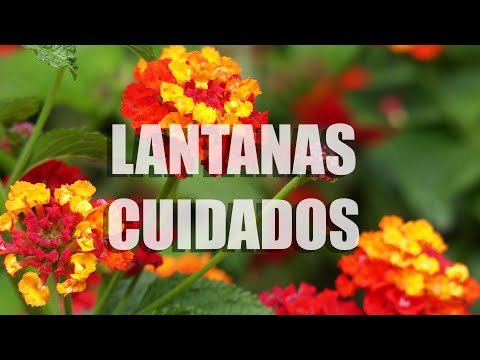 Guía para plantar Lantana montevidensis: paso a paso