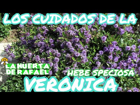 Guía para cultivar Veronica spp.: consejos y pasos esenciales