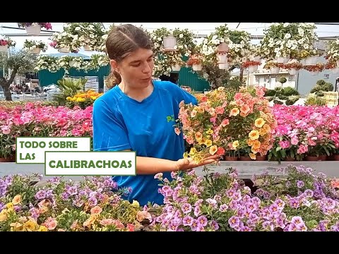 Guía para plantar Calibrachoa x hybrida: consejos y pasos clave