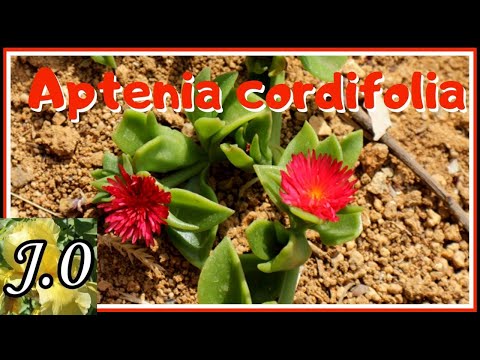 Guía completa para plantar Perovskia atriplicifolia: consejos y pasos indispensables