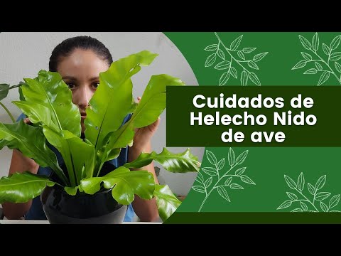 Guía rápida para plantar Asplenium nidus: consejos y cuidados