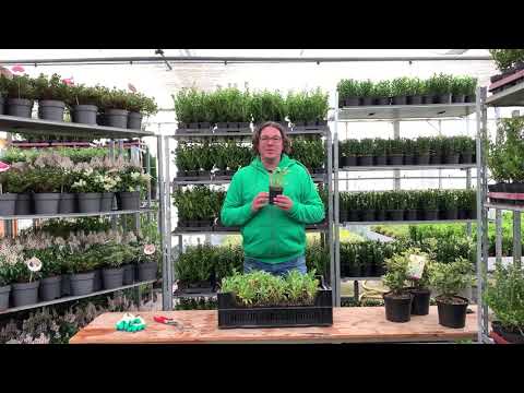Guía completa: Cómo plantar Centranthus ruber paso a paso