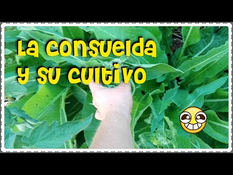 Guía para plantar Consuelda: pasos sencillos para un cultivo exitoso