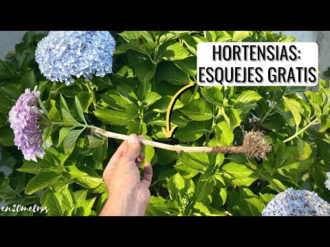 Guía para plantar Hortensia trepadora: paso a paso