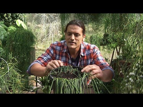 Guía completa para plantar Rhipsalis: consejos y técnicas